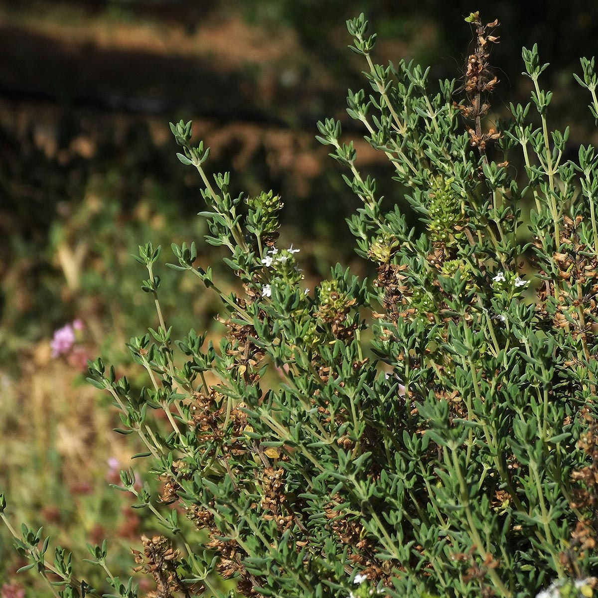 Green tyme with small white flowers in a natural setting used in aeolis body lotion