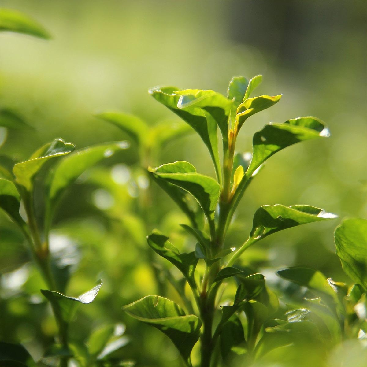 Close-up of green tea leaves used in aeolis body lotion