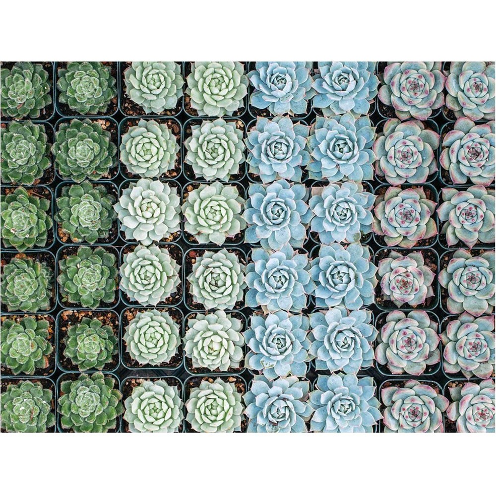 Succulent Garden 2 Sided 500 Piece Puzzle Hus Hem