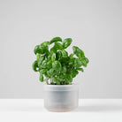 Boskke Till Planter - Small Self-Watering Plant Pot