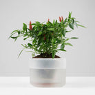 Boskke Till Planter - Large Self-Watering Plant Pot