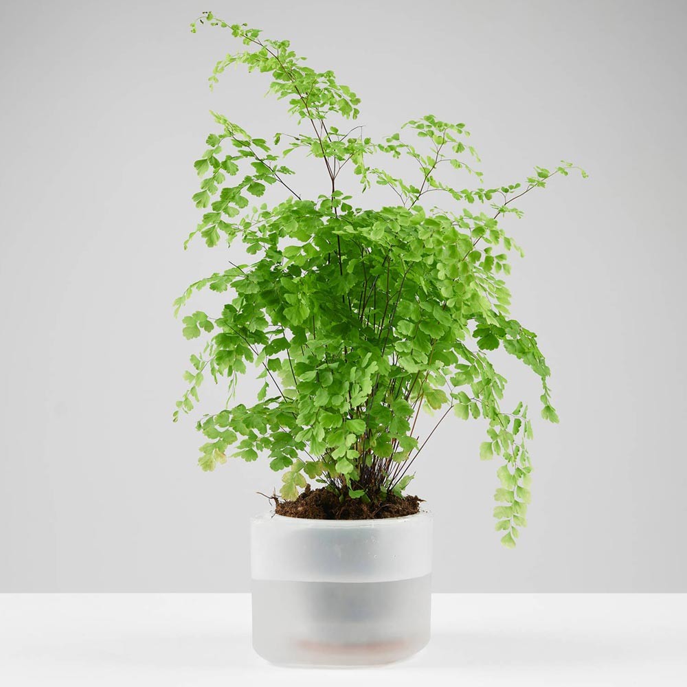 Boskke Till Planter - Small Self-Watering Plant Pot