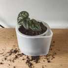 Boskke Till Planter - Small Self-Watering Plant Pot