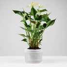 Boskke Till Planter - Large Self-Watering Plant Pot