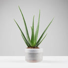 Boskke Till Planter - Large Self-Watering Plant Pot