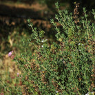 Green tyme with small white flowers in a natural setting used in aeolis body lotion