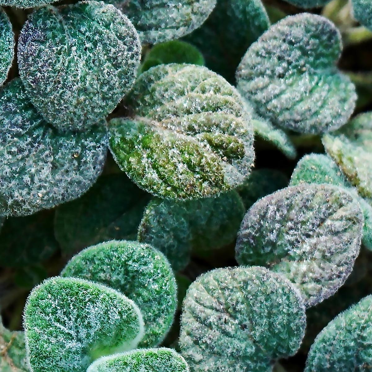 Close up of Dittany of Crete leaves used in aeolis body lotion