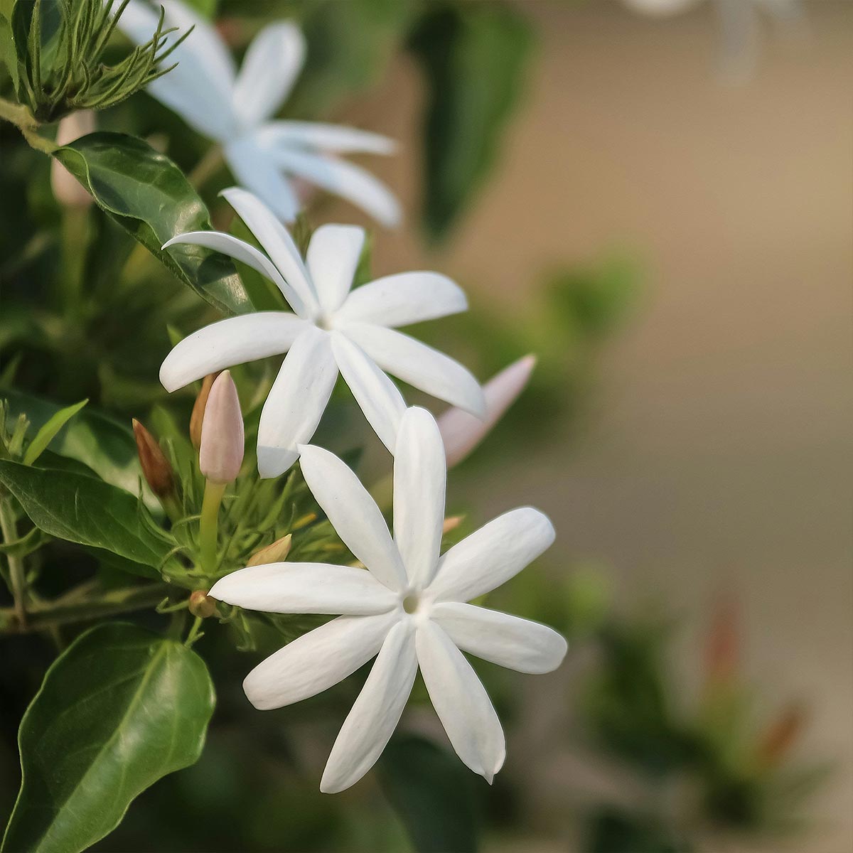 Close-up of white Jasmine flowers with green leaves on a blurred background used in aeolis body otion.