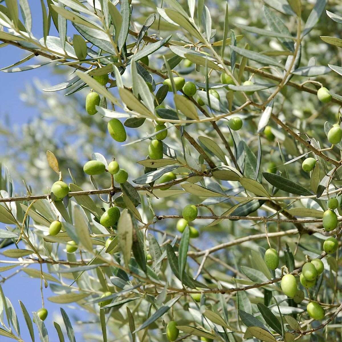 Olive branch with green olives against a blue sky used in aeolis body lotion