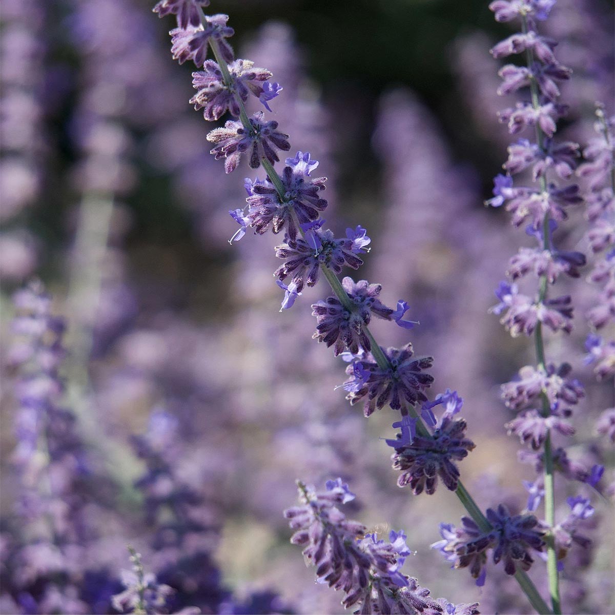 Close-up of lavender flowers with a blurred background used in aeolis body lotion