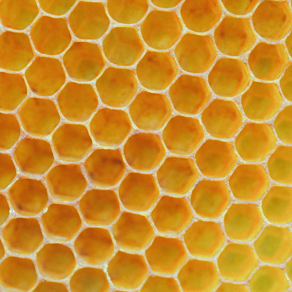 Close up of honeycomb beeswax used in Urea aeolis foot cream
