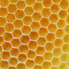 Close up of honeycomb beeswax used in Urea aeolis foot cream