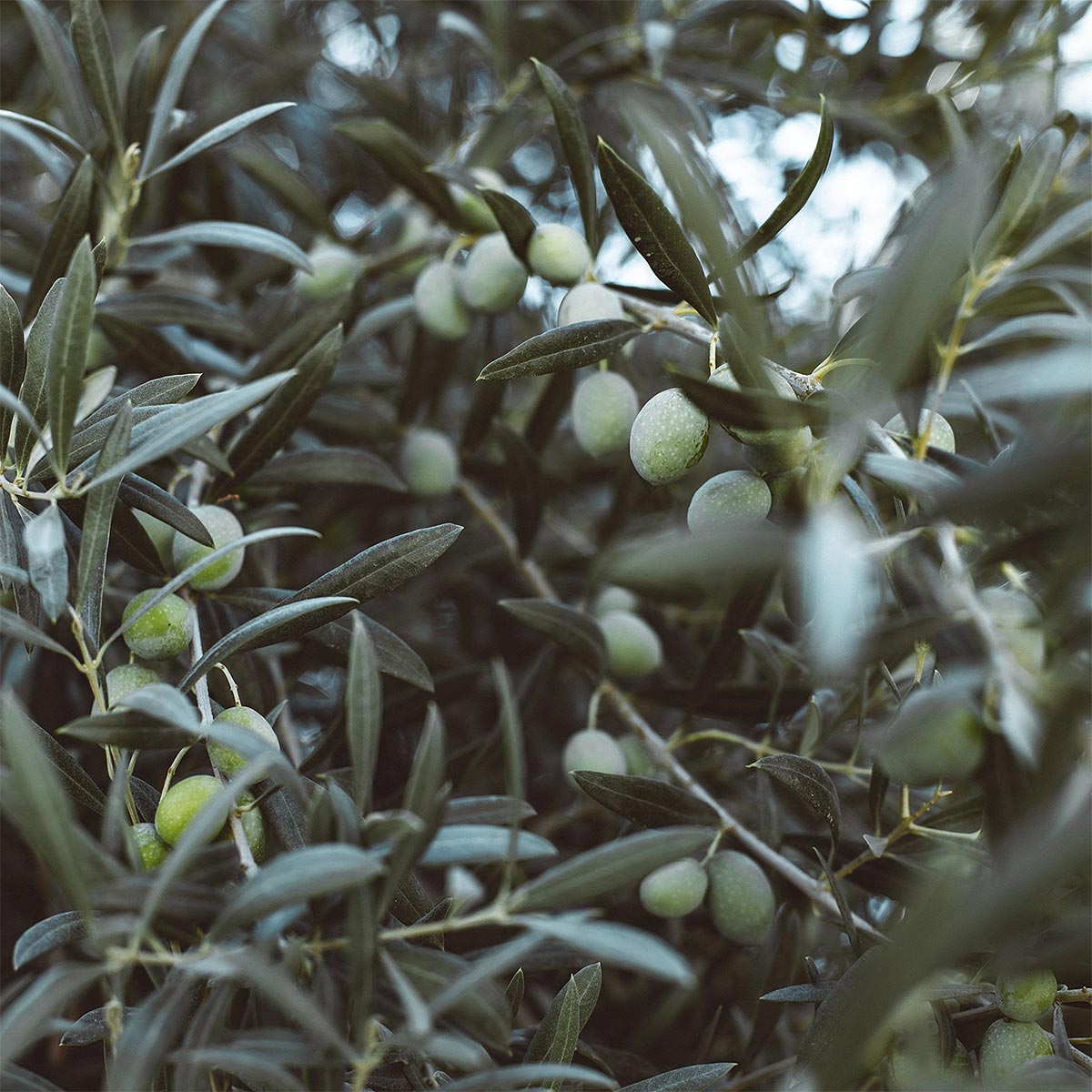 Green olives on an olive tree with leaves used in aeolis hand wash