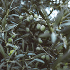 Green olives on an olive tree with leaves used in aeolis hand wash