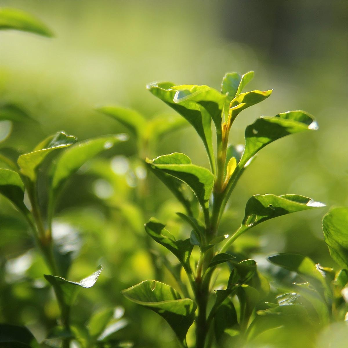 Close-up of green tea leaves used in aeolis hand wash