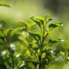 Close-up of green tea leaves used in aeolis hand wash