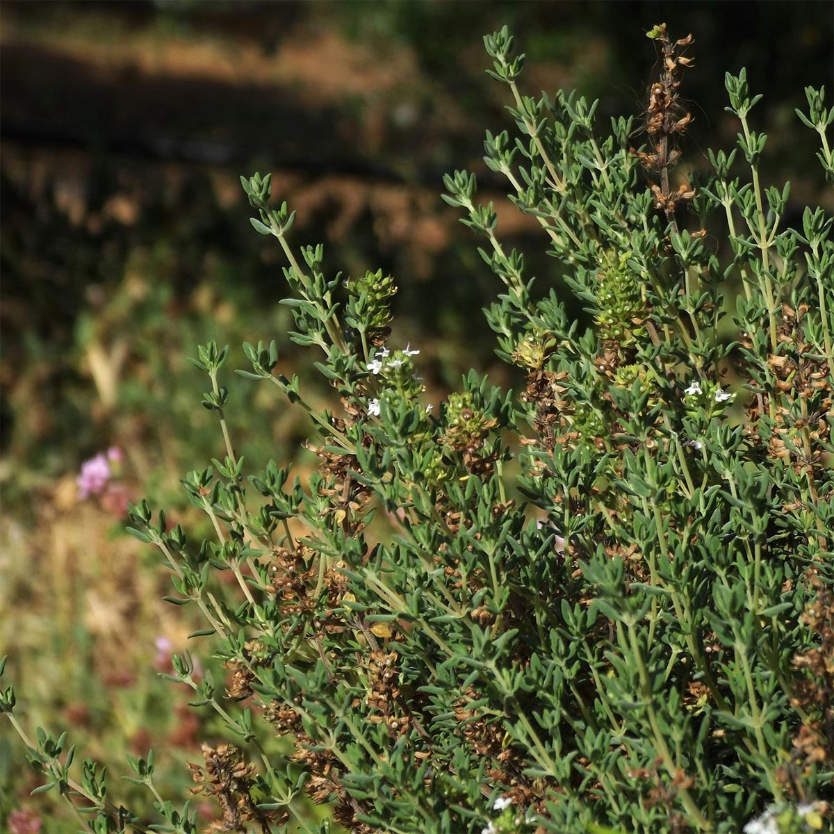Close-up of a tyme bush with small white flowers used in aeolis shower gel