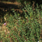 Close-up of a tyme bush with small white flowers used in aeolis shower gel