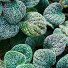 Close-up of Dittany of Crete used in aeolis shower gel.