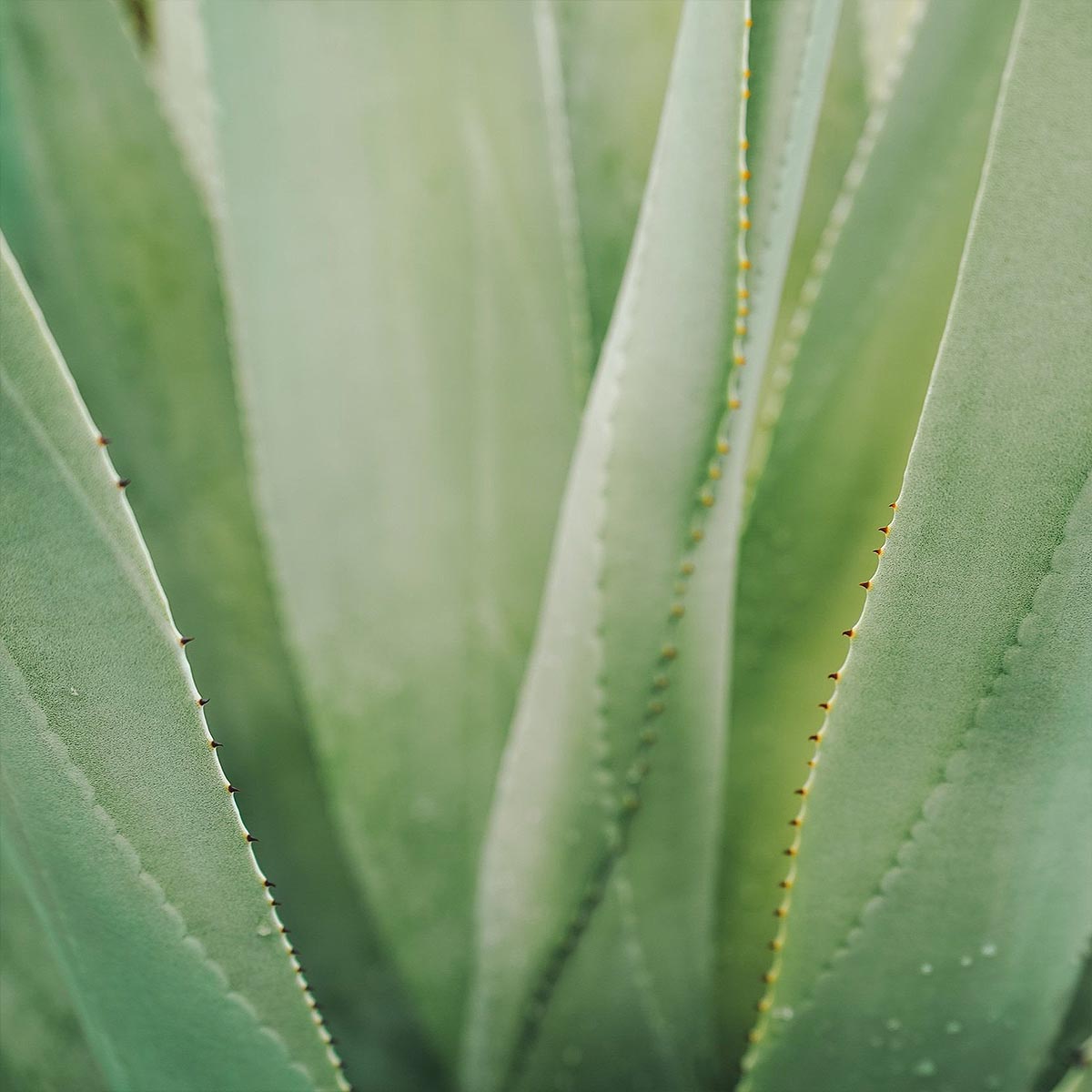 Close-up of aloe vera plant use in aeolis shower gel