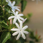 Close-up of white jasmine flowers with green leaves used in aeolis shower gel on a blurred background