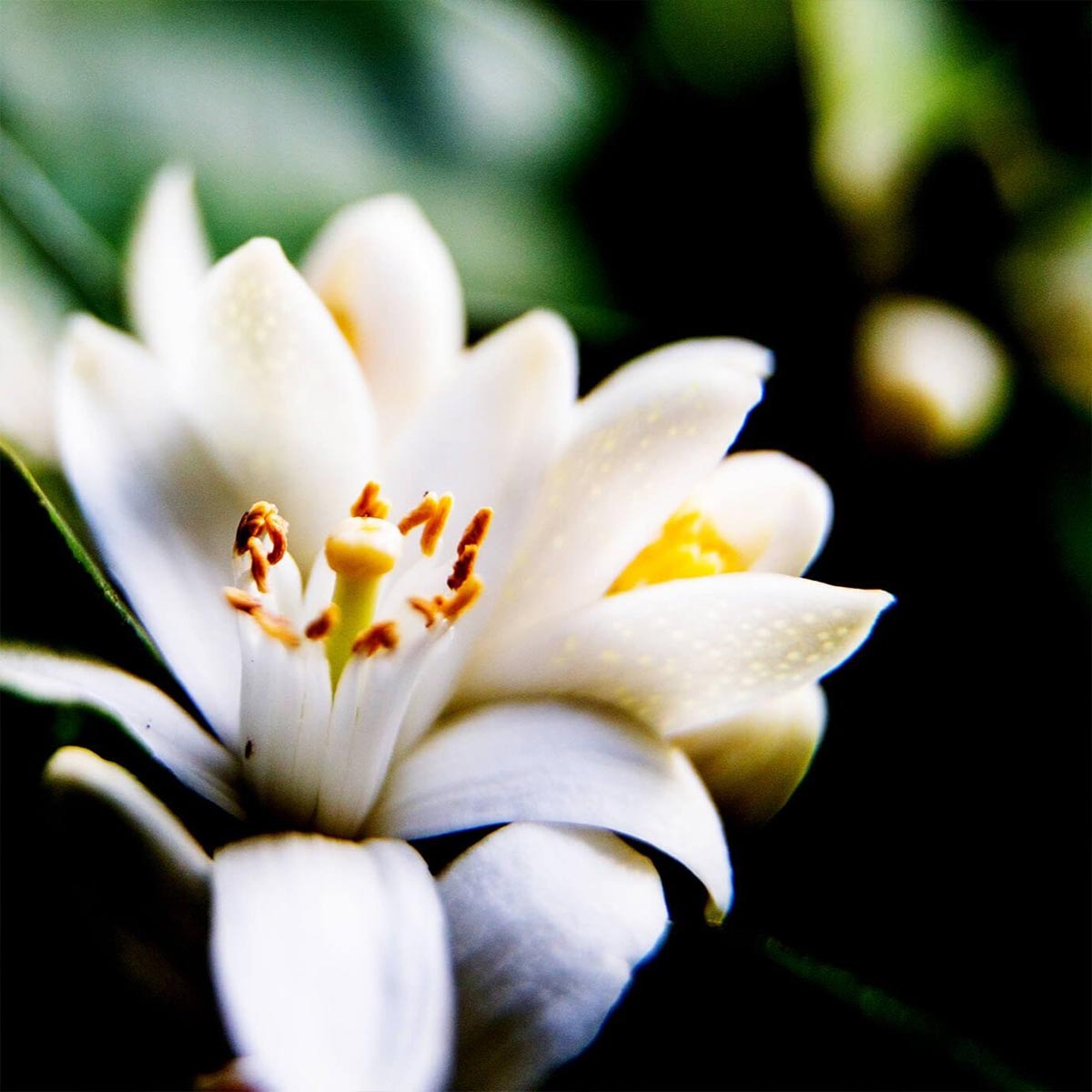 Close-up of a white neroli flower used in aeolis shower gel with a blurred green background