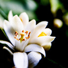 Close-up of a white neroli flower used in aeolis shower gel with a blurred green background