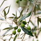 Green olives on a branch with leaves used in aeolis shower gel